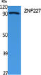 Zinc Finger Protein 227 antibody, STJ96450, St John