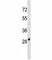 Aquaporin 3 (Gill Blood Group) antibody, F47224-0.4ML, NSJ Bioreagents, Western Blot image 