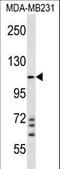 NLR family CARD domain-containing protein 4 antibody, LS-C158400, Lifespan Biosciences, Western Blot image 