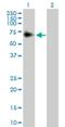 Acid Phosphatase 2, Lysosomal antibody, H00000053-D01P, Novus Biologicals, Western Blot image 