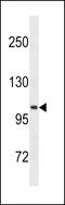 Leucine Rich Repeat Containing G Protein-Coupled Receptor 5 antibody, LS-C165757, Lifespan Biosciences, Western Blot image 