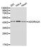 Adenosine A2a Receptor antibody, LS-C331564, Lifespan Biosciences, Western Blot image 