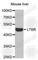 Lymphotoxin Beta Receptor antibody, A5351, ABclonal Technology, Western Blot image 