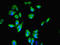 Raftlin Family Member 2 antibody, LS-C395432, Lifespan Biosciences, Immunofluorescence image 