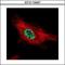 Protein Inhibitor Of Activated STAT 4 antibody, GTX110497, GeneTex, Immunocytochemistry image 