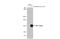 HIF1-alpha antibody, GTX127309, GeneTex, Western Blot image 