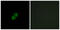 NAD(P)HX Epimerase antibody, GTX87985, GeneTex, Immunofluorescence image 