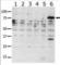 P21 (RAC1) Activated Kinase 6 antibody, abx033771, Abbexa, Western Blot image 