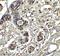 BCL2 Binding Component 3 antibody, NBP1-76639, Novus Biologicals, Immunohistochemistry frozen image 