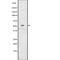 Cyclin-L2 antibody, abx148196, Abbexa, Western Blot image 