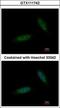 TBC1 Domain Containing Kinase antibody, GTX111742, GeneTex, Immunofluorescence image 