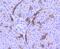 Glycogen Synthase Kinase 3 Beta antibody, NBP2-67444, Novus Biologicals, Immunohistochemistry paraffin image 