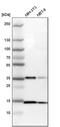 Single Stranded DNA Binding Protein 1 antibody, PA5-51759, Invitrogen Antibodies, Western Blot image 