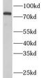 78 kDa glucose-regulated protein antibody, FNab09987, FineTest, Western Blot image 