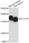 Solute Carrier Family 12 Member 1 antibody, A12999, ABclonal Technology, Western Blot image 