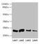 C-Type Lectin Domain Family 3 Member A antibody, CSB-PA005530LA01HU, Cusabio, Western Blot image 