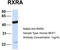 Retinoid X Receptor Alpha antibody, TA332108, Origene, Western Blot image 