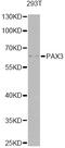 Paired Box 3 antibody, LS-C748944, Lifespan Biosciences, Western Blot image 