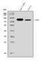 Chromogranin A antibody, A01256-2, Boster Biological Technology, Western Blot image 