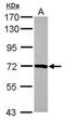 Protein Arginine Methyltransferase 5 antibody, PA5-78323, Invitrogen Antibodies, Western Blot image 