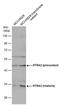 HtrA Serine Peptidase 2 antibody, PA5-78479, Invitrogen Antibodies, Western Blot image 