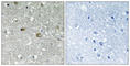 Phosphatidylinositol Glycan Anchor Biosynthesis Class H antibody, abx014711, Abbexa, Western Blot image 