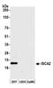Iron-Sulfur Cluster Assembly 2 antibody, NBP2-76356, Novus Biologicals, Western Blot image 
