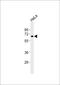 Complement C1r antibody, PA5-72419, Invitrogen Antibodies, Western Blot image 