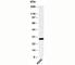 Spi-B Transcription Factor antibody, N1035-100UG, NSJ Bioreagents, Western Blot image 