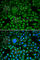 DEAD-Box Helicase 5 antibody, A5296, ABclonal Technology, Immunofluorescence image 