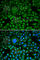 Probable ATP-dependent RNA helicase DDX5 antibody, A5296, ABclonal Technology, Immunofluorescence image 