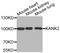 KN motif and ankyrin repeat domain-containing protein 2 antibody, STJ26275, St John