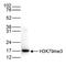 Trimethyl Histone H3K9 antibody, 49-1020, Invitrogen Antibodies, Western Blot image 