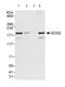 SOS Ras/Rho Guanine Nucleotide Exchange Factor 2 antibody, ab85831, Abcam, Western Blot image 