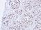 LIG3 antibody, LS-C185527, Lifespan Biosciences, Immunohistochemistry frozen image 