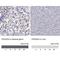 Paired Like Homeobox 2A antibody, NBP2-62721, Novus Biologicals, Immunohistochemistry paraffin image 
