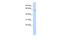 TUB Bipartite Transcription Factor antibody, PA5-40723, Invitrogen Antibodies, Western Blot image 