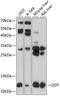 D-Dopachrome Tautomerase antibody, 23-731, ProSci, Western Blot image 