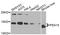 Proliferation And Apoptosis Adaptor Protein 15 antibody, A9956, ABclonal Technology, Western Blot image 