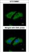 Serine/Threonine Kinase 33 antibody, GTX108881, GeneTex, Immunofluorescence image 