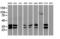 Uracil DNA Glycosylase antibody, LS-C786426, Lifespan Biosciences, Western Blot image 