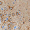 SV2 Related Protein antibody, 819902, BioLegend, Immunohistochemistry paraffin image 