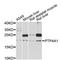 Protein Tyrosine Phosphatase 4A1 antibody, abx126435, Abbexa, Western Blot image 