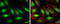 S-Phase Kinase Associated Protein 2 antibody, GTX133767, GeneTex, Immunocytochemistry image 