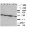 CXADR Ig-Like Cell Adhesion Molecule antibody, orb11654, Biorbyt, Western Blot image 