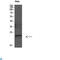 GABA Type A Receptor-Associated Protein antibody, LS-C813559, Lifespan Biosciences, Western Blot image 