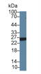 Adenylate Kinase 3 antibody, MBS2026409, MyBioSource, Western Blot image 