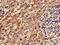 Glutathione-dependent formaldehyde dehydrogenase antibody, orb47831, Biorbyt, Immunohistochemistry paraffin image 