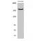 Rho Guanine Nucleotide Exchange Factor 11 antibody, LS-C385424, Lifespan Biosciences, Western Blot image 