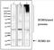 Small Ubiquitin Like Modifier 2 antibody, GTX00699, GeneTex, Western Blot image 